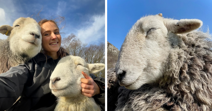 This Woman Shares A Very Different Side To Sheep That A Lot Of People Never Get To See