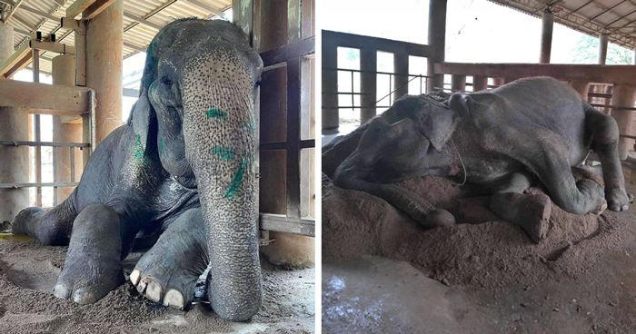 Exhausted Elephant Was Finally Rescued From The Place Where She Was Forced To Work 80 Years