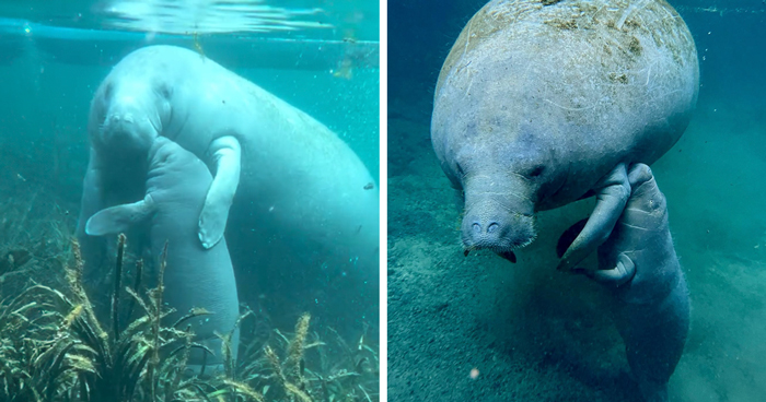 Camera Captures A Heartwarming Moment Of A Baby Manatee Hugging And Kissing His Mom