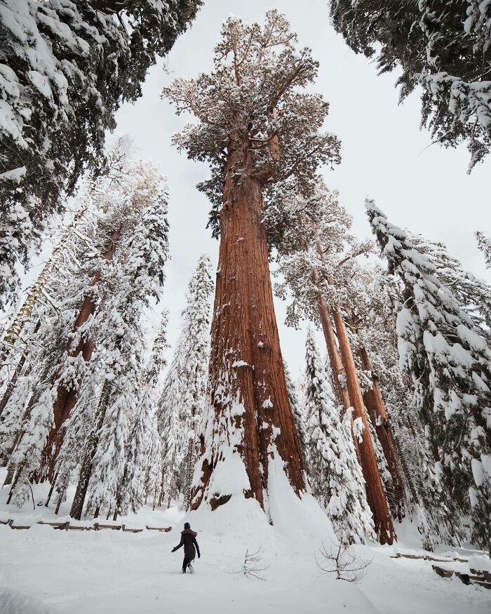 Person walking through majestic snow-covered sequoia trees, capturing incredible world photos.