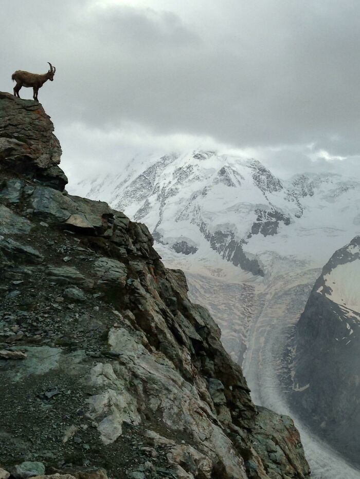 Mountain goat standing on a rocky cliff with snow-covered peaks in the background, showcasing incredible world photos.