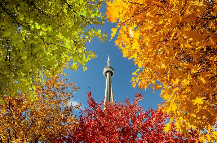 Autumn leaves frame the CN Tower against a clear blue sky, showcasing incredible world photos.