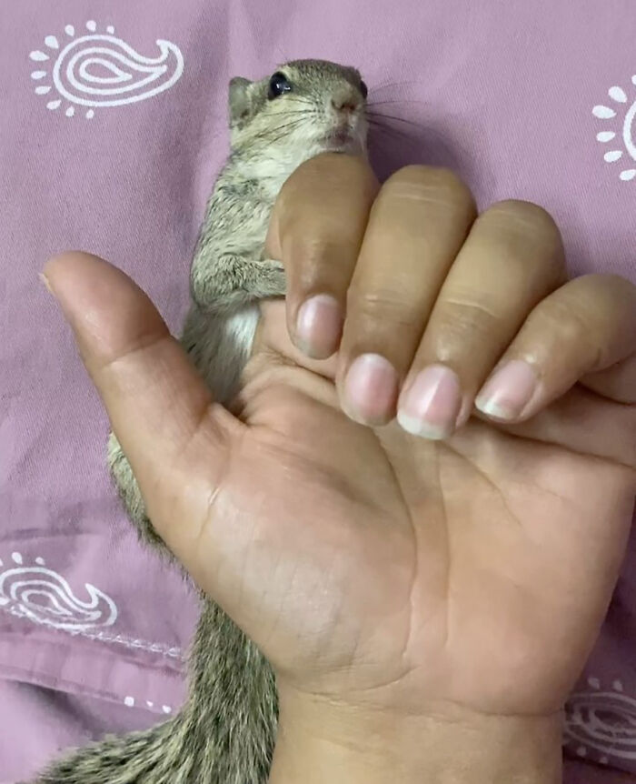 Orphaned squirrel snuggles in human hand, symbolizing heartwarming bond with new family.