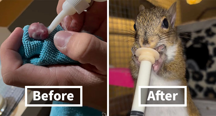 This Man Rescued An Unknown Newborn Creature That Turned Out To Be A Squirrel