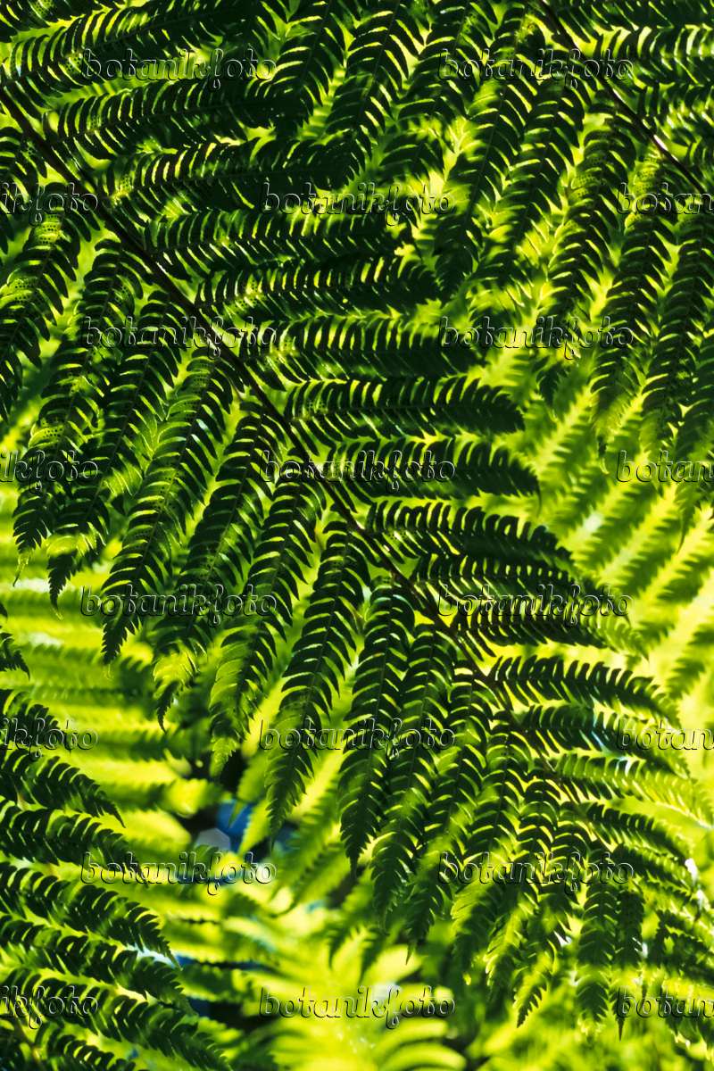 Image Australian tree fern (Cyathea cooperi) - 388143 - Images of ...