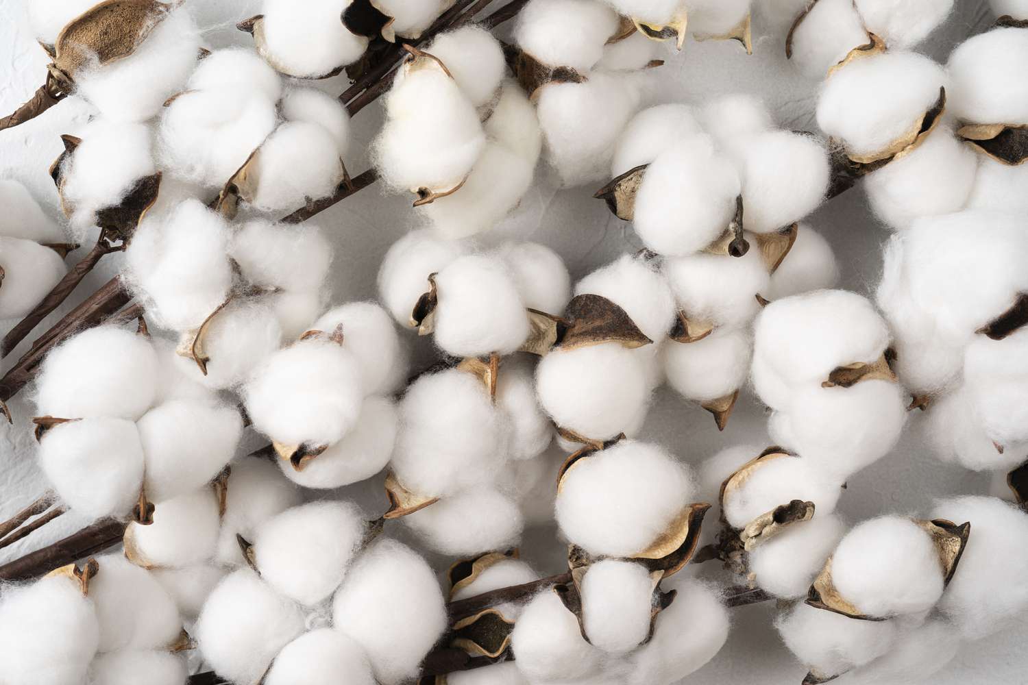 Tree branch with cotton flowers and a white background 