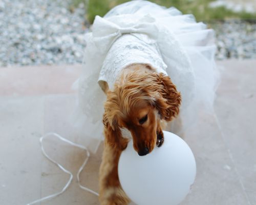 dog in flower girl dress biting a balloon at a wedding