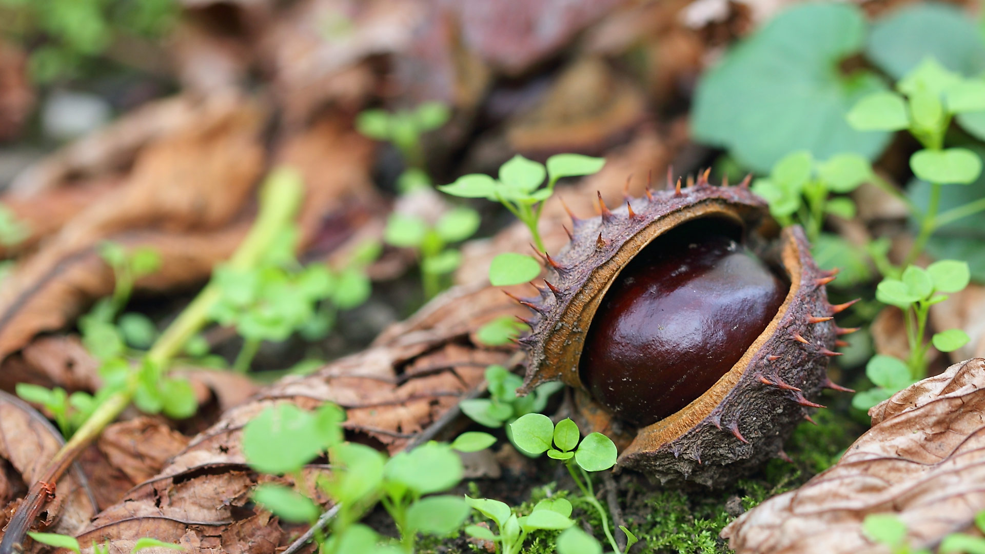 Conkers