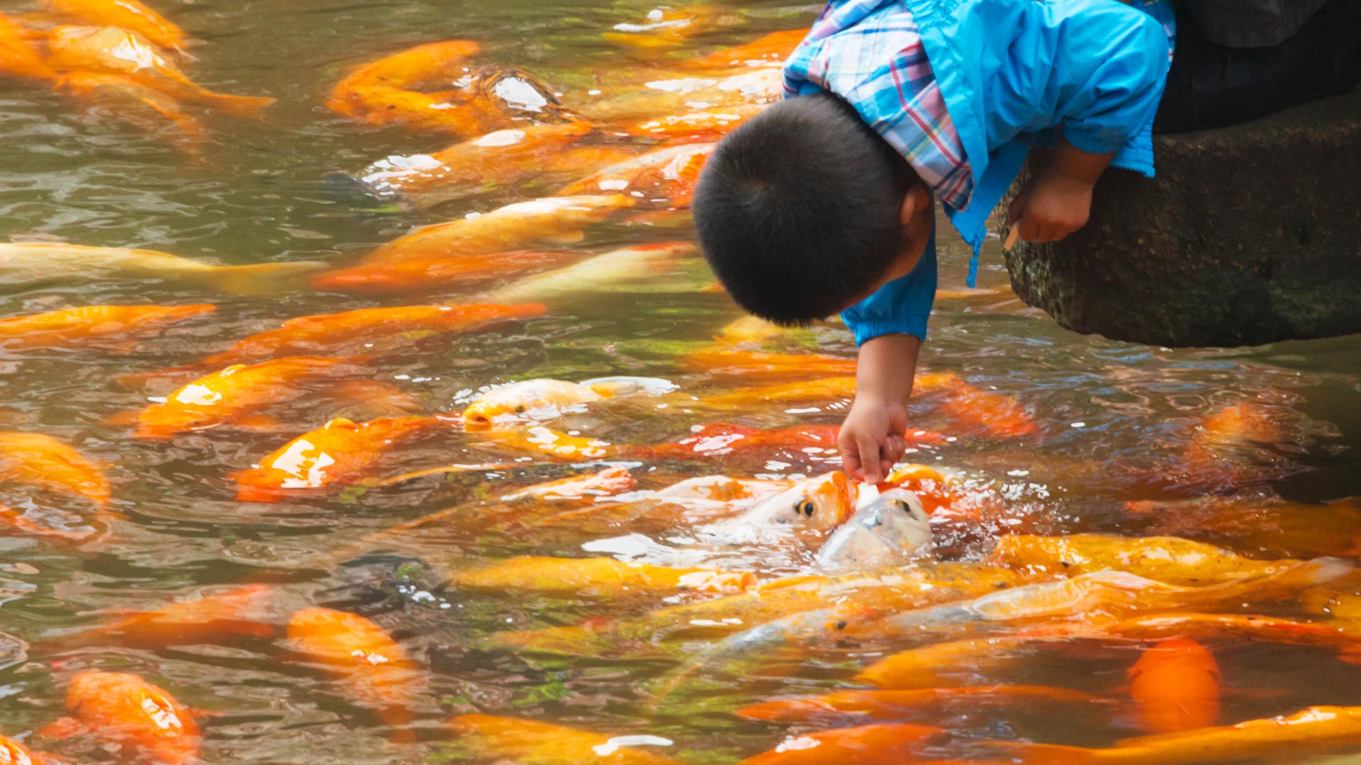 Boy Petting Fish