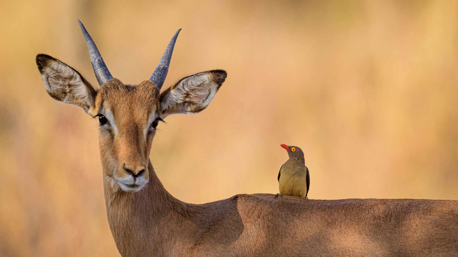 Impala Oxpecker