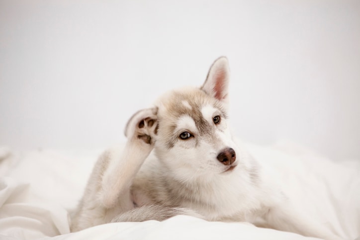 How to relieve your dog&#8217;s itching after grooming