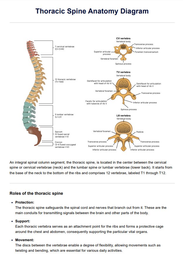 Thoracic Spine Anatomy Diagram PDF Example