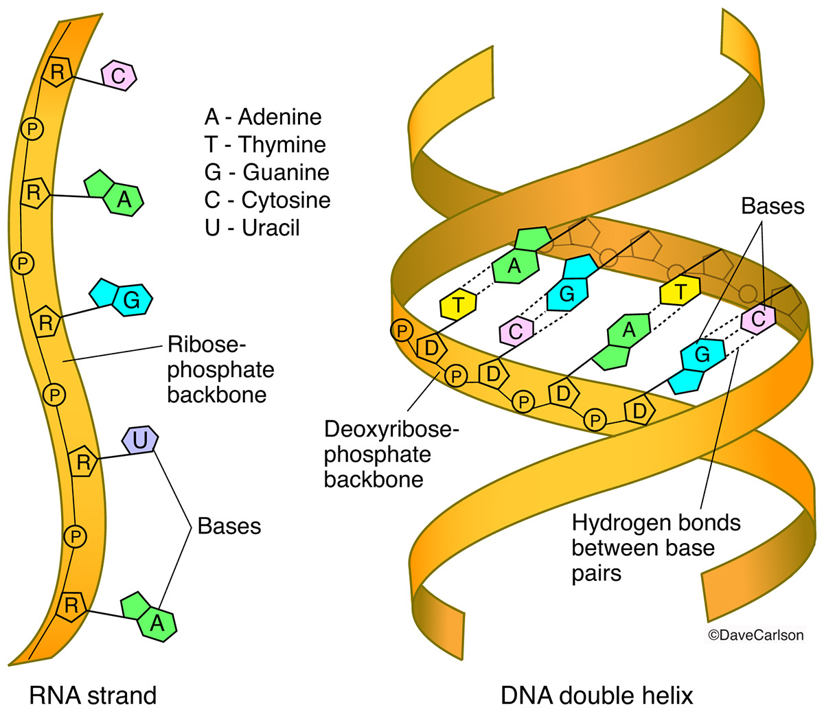 [DIAGRAM] Editing Rna Diagram - MYDIAGRAM.ONLINE