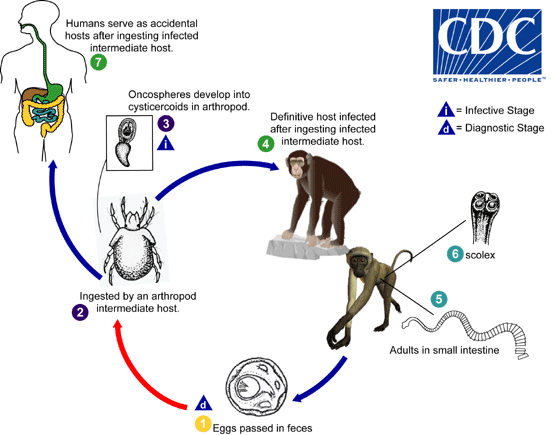 Life Cycle Of A Spider Monkey