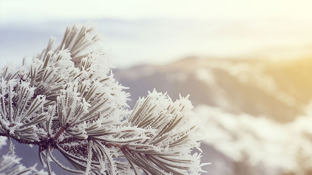 Snowy pine branch