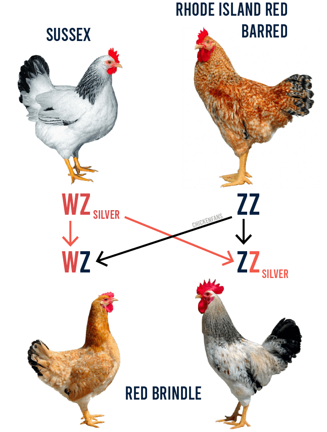 red brindle calico princess breeding diagram from sussex mother and rhode island red father