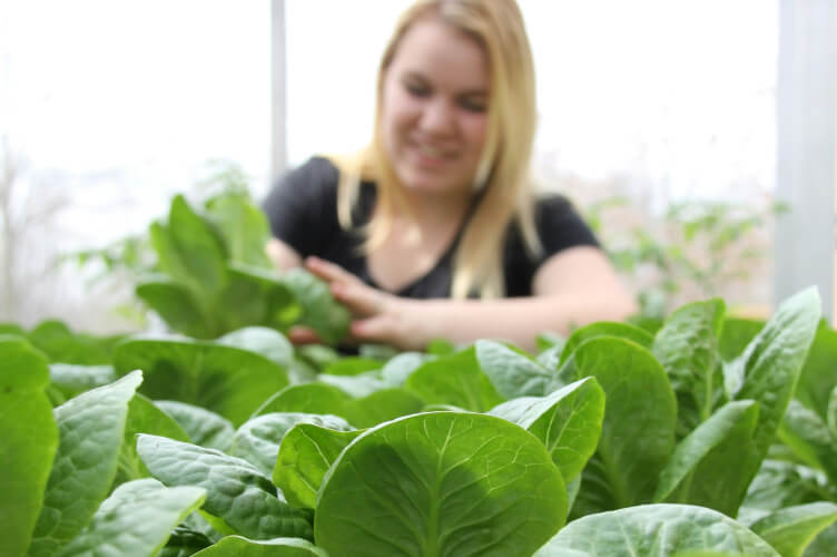 A person with long blonde hair, wearing a black shirt, tends to green leafy plants inside a greenhouse. Their face is blurred and the focus is on the vibrant, healthy plants in the foreground.