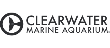 clearwater marine aquarium