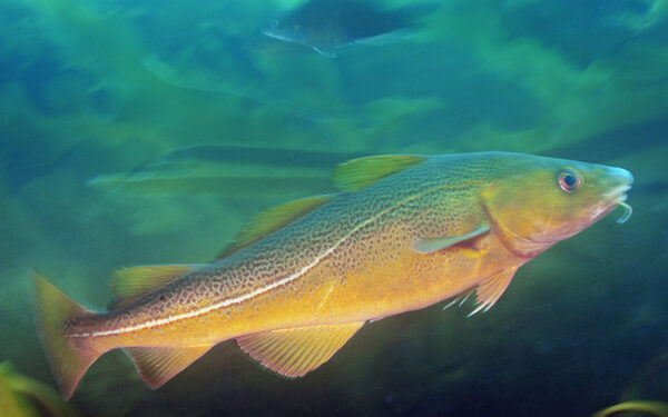 Red cod with seaweed in the background