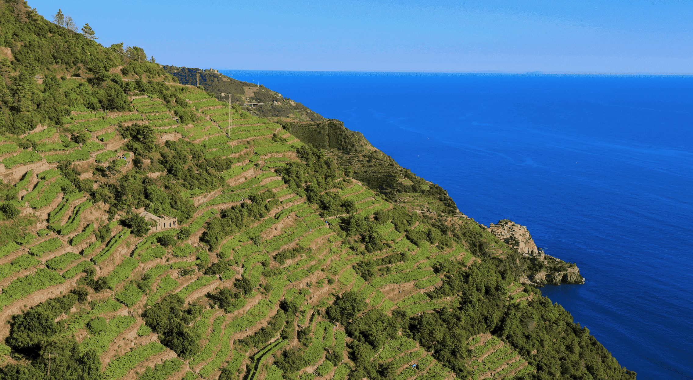 The dry stone walls of the Cinque Terre Park, Italy