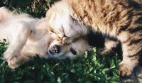 Veja as raças de cães e gatos mais populares no mundo, segundo pesquisa