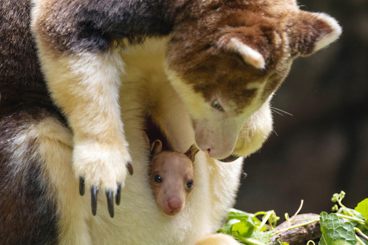 The joey, born at the end of December, is the second of its species born at the Bronx Zoo and to this female since 2021.