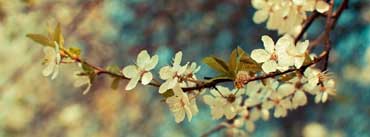 Spring Cover Photos For Facebook Facebook Timeline Covers