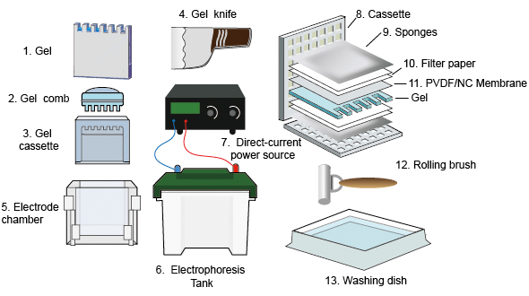 SÍNDROME DE LOEFFLER: WESTERN BLOT