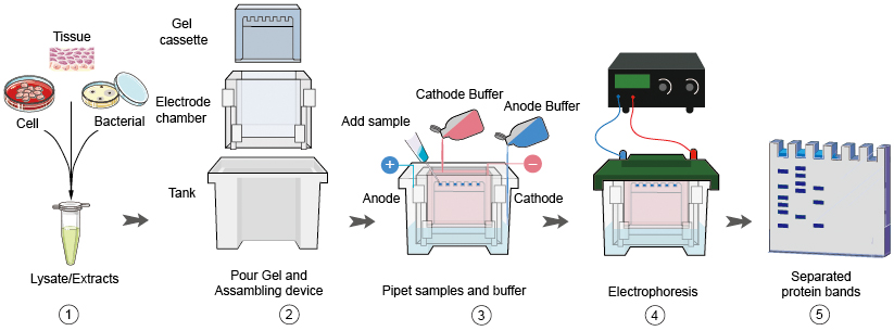 Western Blotting Diagram