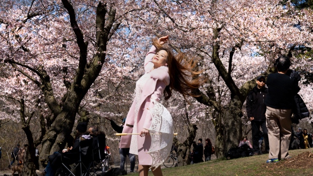 A woman poses in front of flowering cherry trees as a friend takes photos in High Park, in Toronto, Monday, April 22, 2024. THE CANADIAN PRESS/Frank Gunn