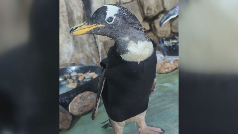 Elderly penguin gets custom wetsuit from zoo