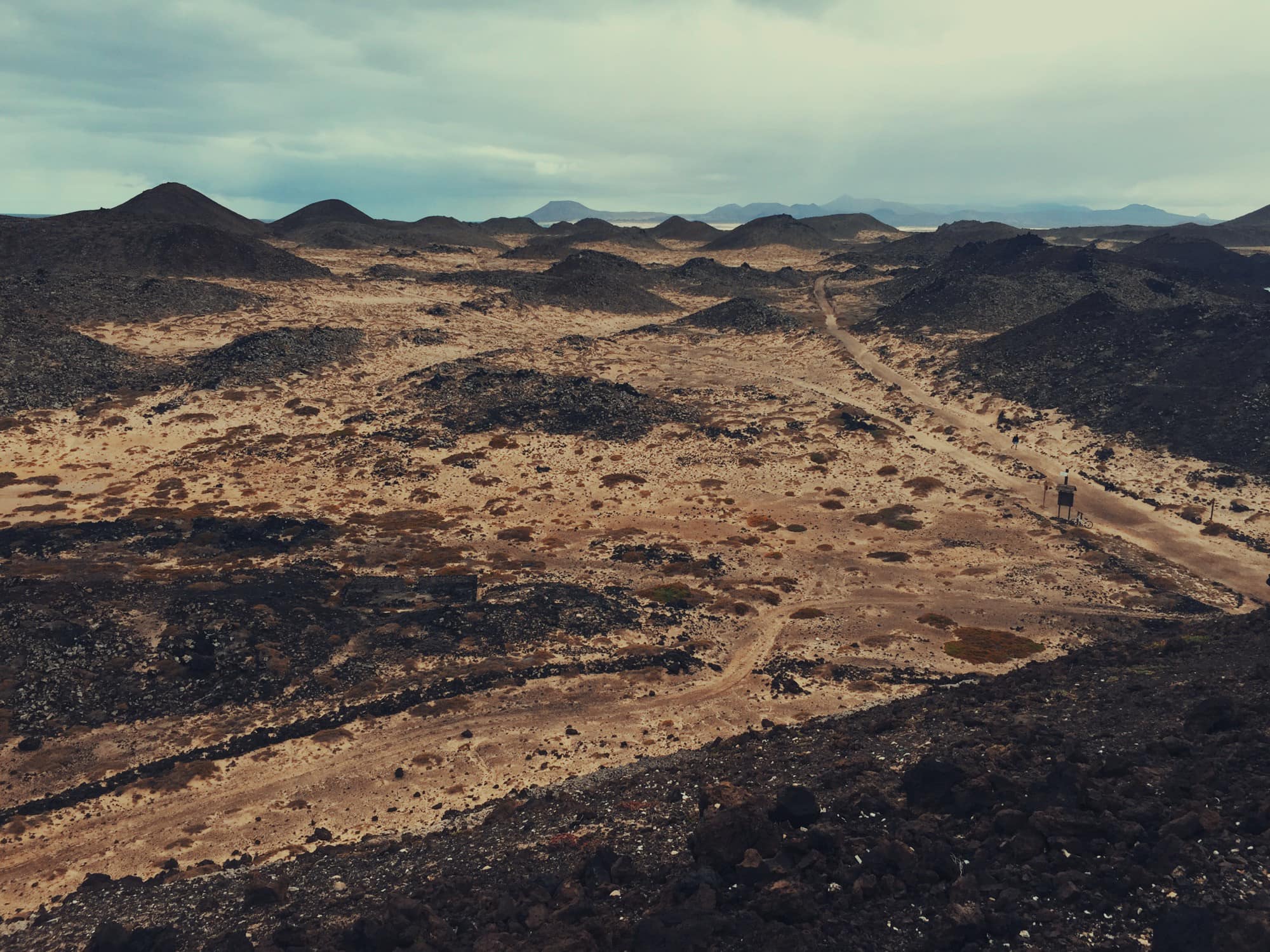 Yes, another desert-as-safari metaphor.