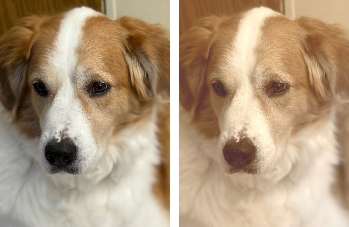 Comparison of two photos of an adorable dog, one normal, one sepia.