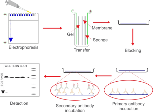 Legierung Niederlage Haft western blot USA zwei Slot