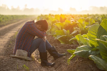 A sad farmer in the field.