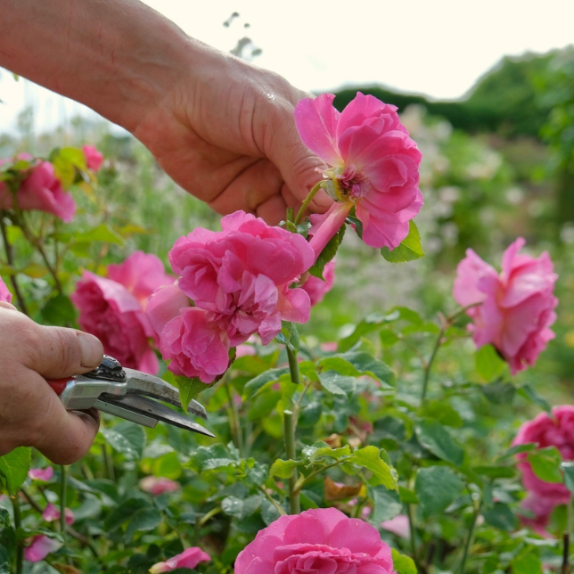 Deadheading roses