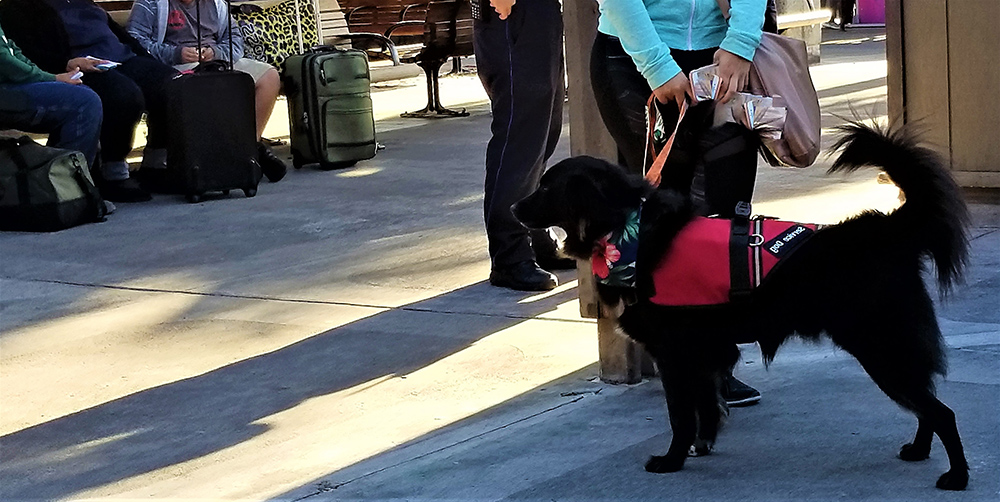 Wondering How to Fly With A Large Dog