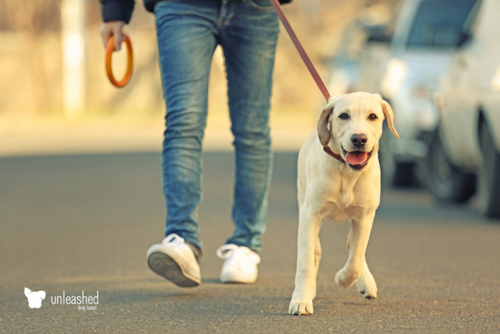 Man walking a young yellow lab dog on a leash around his neighborhood.