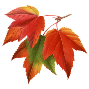 Autumn Fall Leaves Pictures Collage PNG PNG Clip art