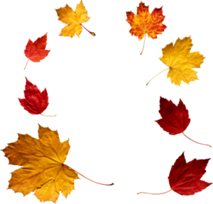 Autumn Leaf PNG PNG Clip art