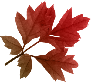 Autumn Leaves PNG Clipart PNG Clip art