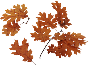 Autumn Leaves PNG Image PNG Clip art