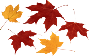 Autumn Leaves PNG Clip art