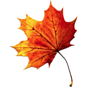 Fall Autumn Leaves Transparent PNG PNG Clip art