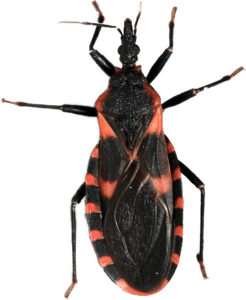 Kissing Bug PNG Free Download PNG Clip art