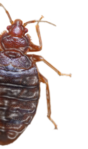 Kissing Bug PNG Image PNG Clip art