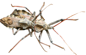 Kissing Bug Transparent PNG PNG Clip art