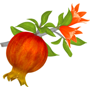 Pomegranate PNG File PNG Clip art