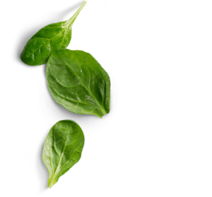 Spinach PNG Photos PNG Clip art