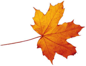 Transparent Autumn Leaves Falling PNG PNG Clip art